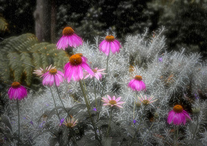 Glowing Blossoms